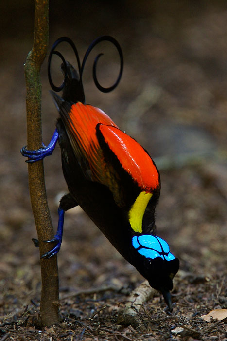 極楽鳥の壁紙,coraciiformes,野生動物