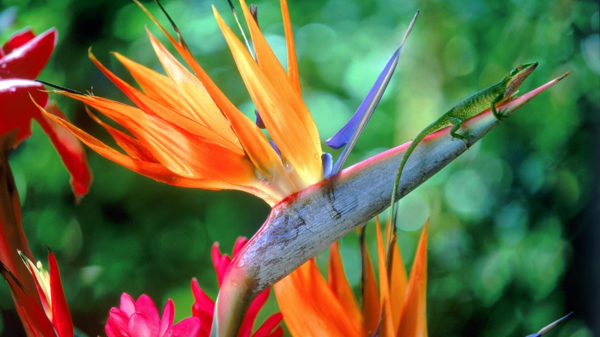papier peint oiseaux de paradis,fleur,oiseau de paradis,plante,rouge,orange