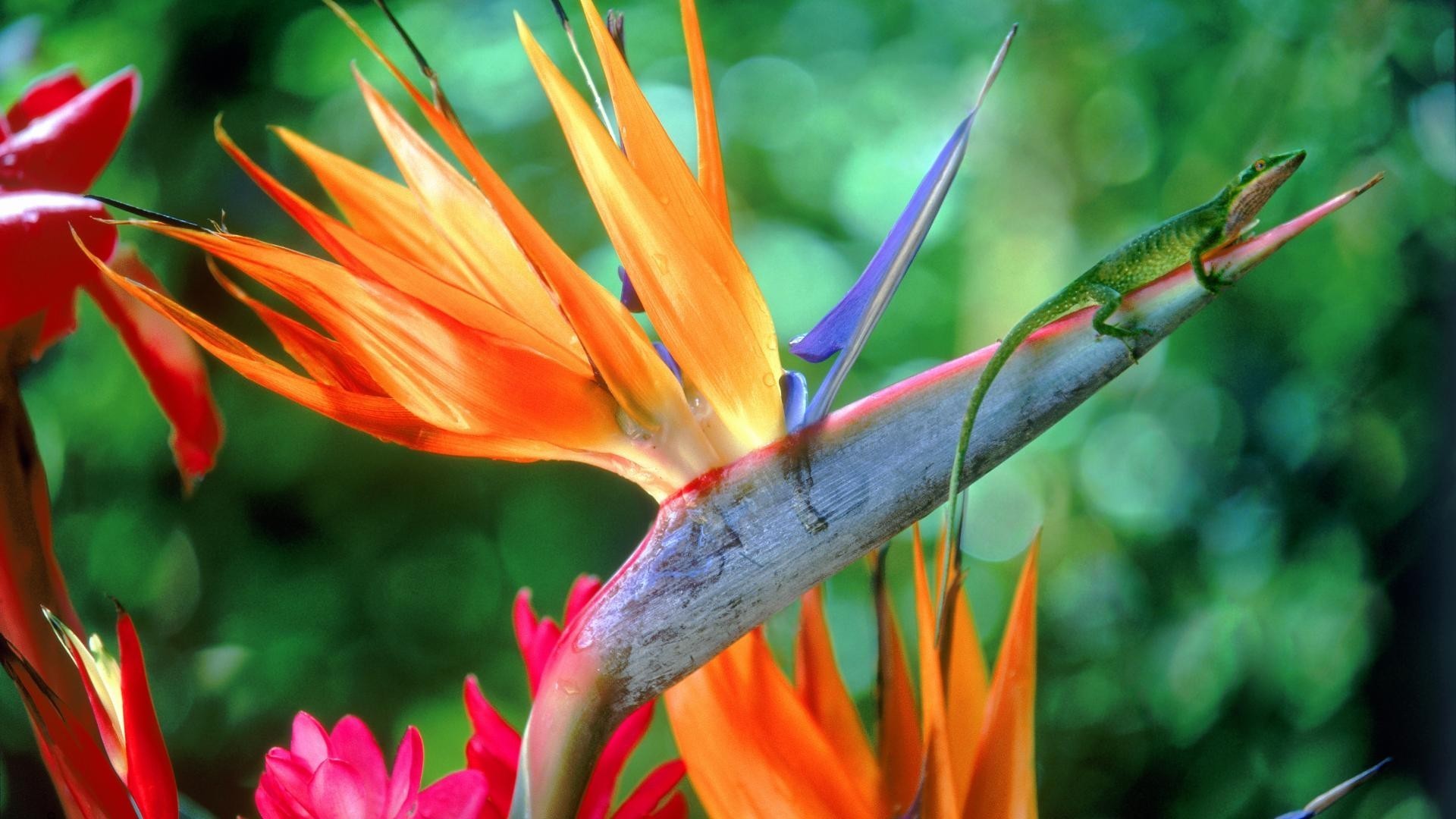 birds of paradise wallpaper,flower,bird of paradise,plant,red,orange