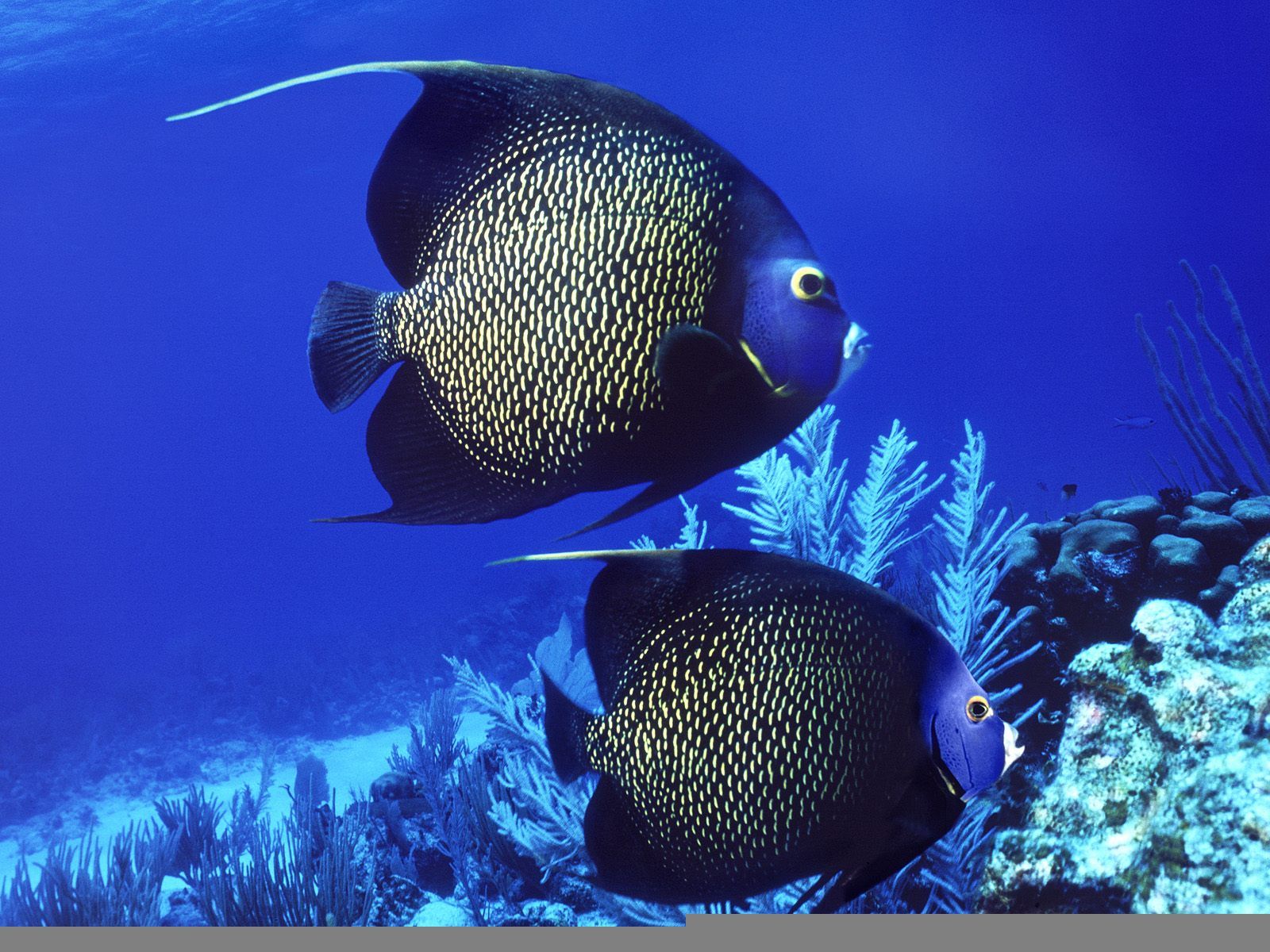 papier peint peixes,poisson,biologie marine,poisson,sous marin,pomacentridae