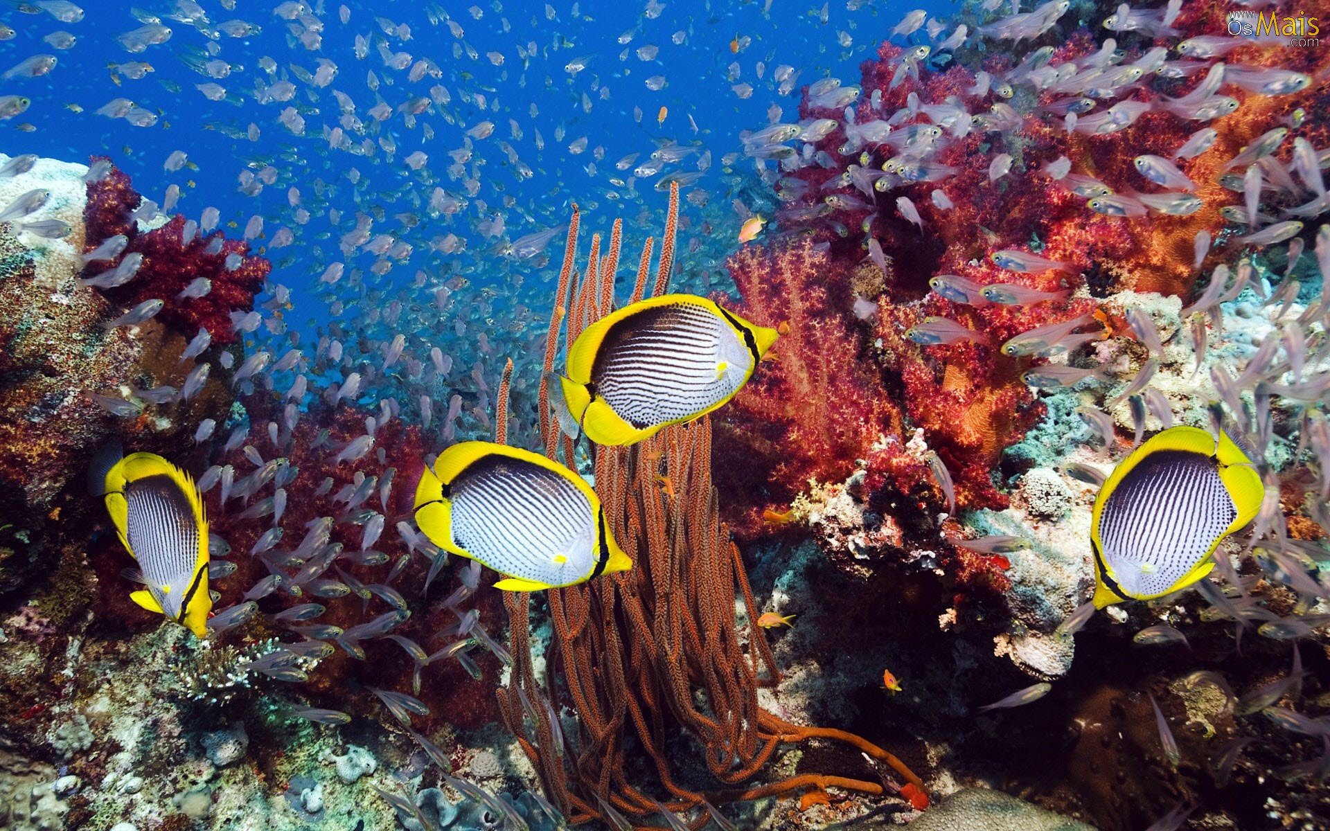 壁紙peixes,水中,海洋生物学,リーフ,サンゴ礁,サンゴ礁の魚