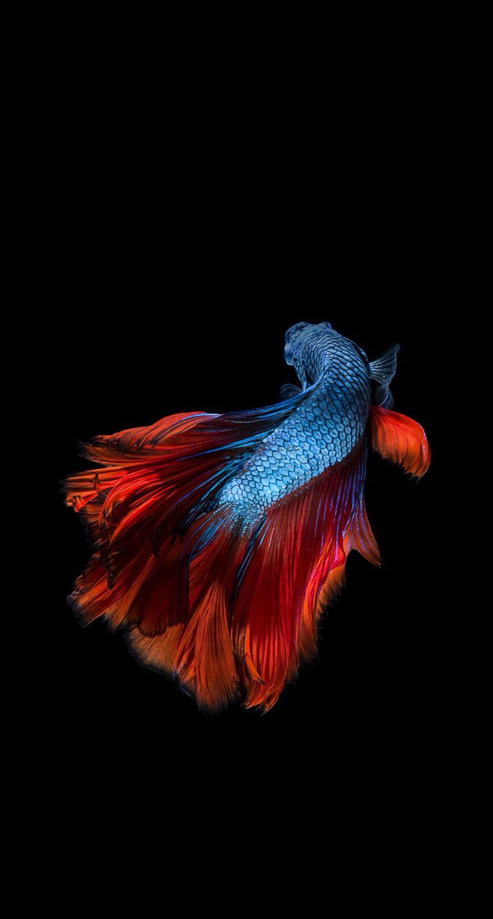 벽지 peixes,빨간,주황색,깃,어둠,삽화