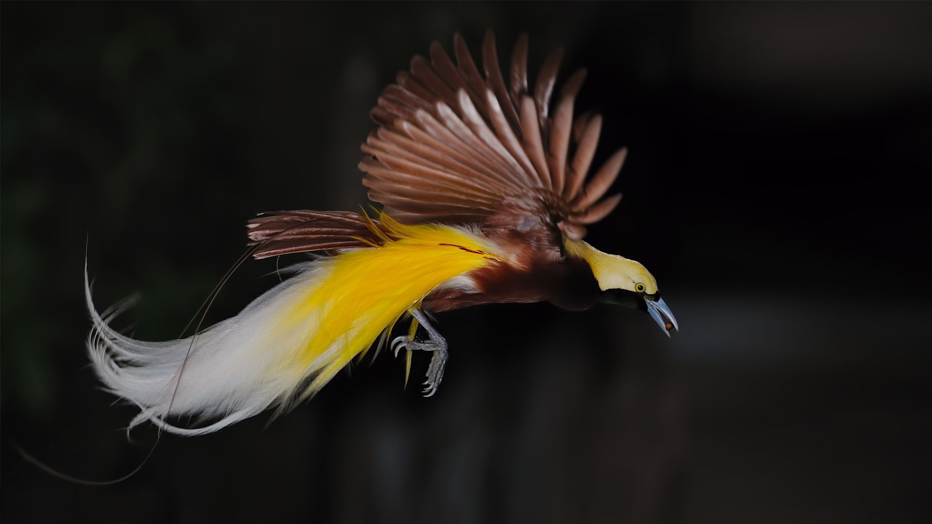 birds of paradise wallpaper,beak,bird,yellow,organism,wing