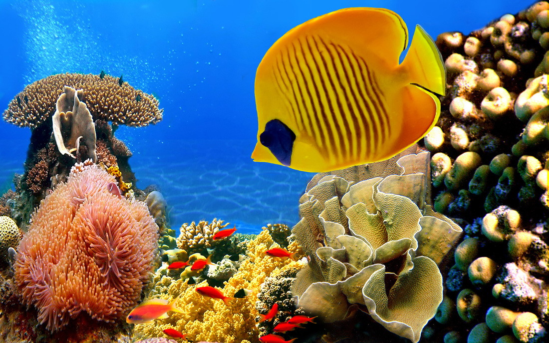 papier peint peixes,récif,récif de corail,poisson,poissons de récifs coralliens,sous marin