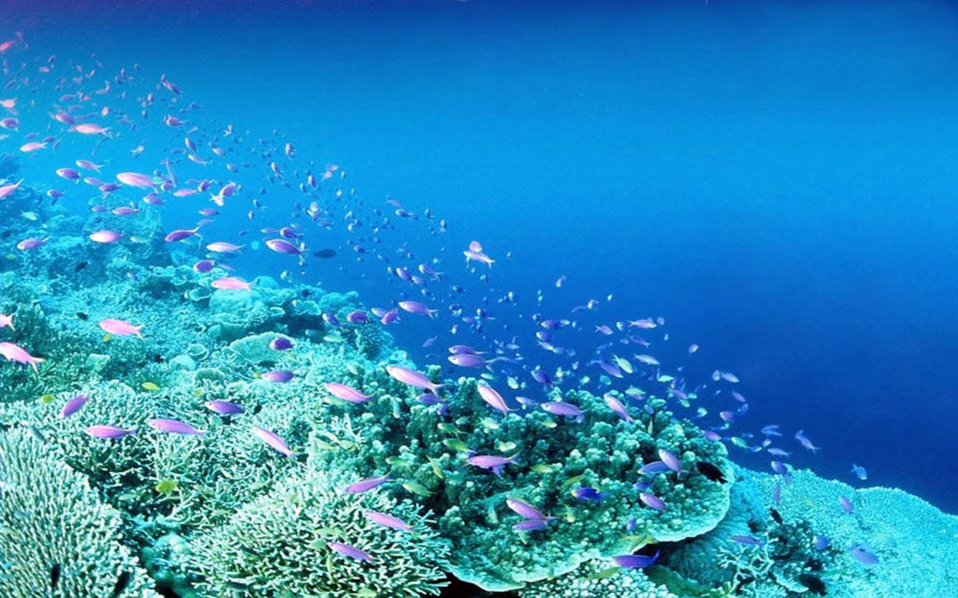 壁紙peixes,サンゴ礁,リーフ,海洋生物学,水中,水