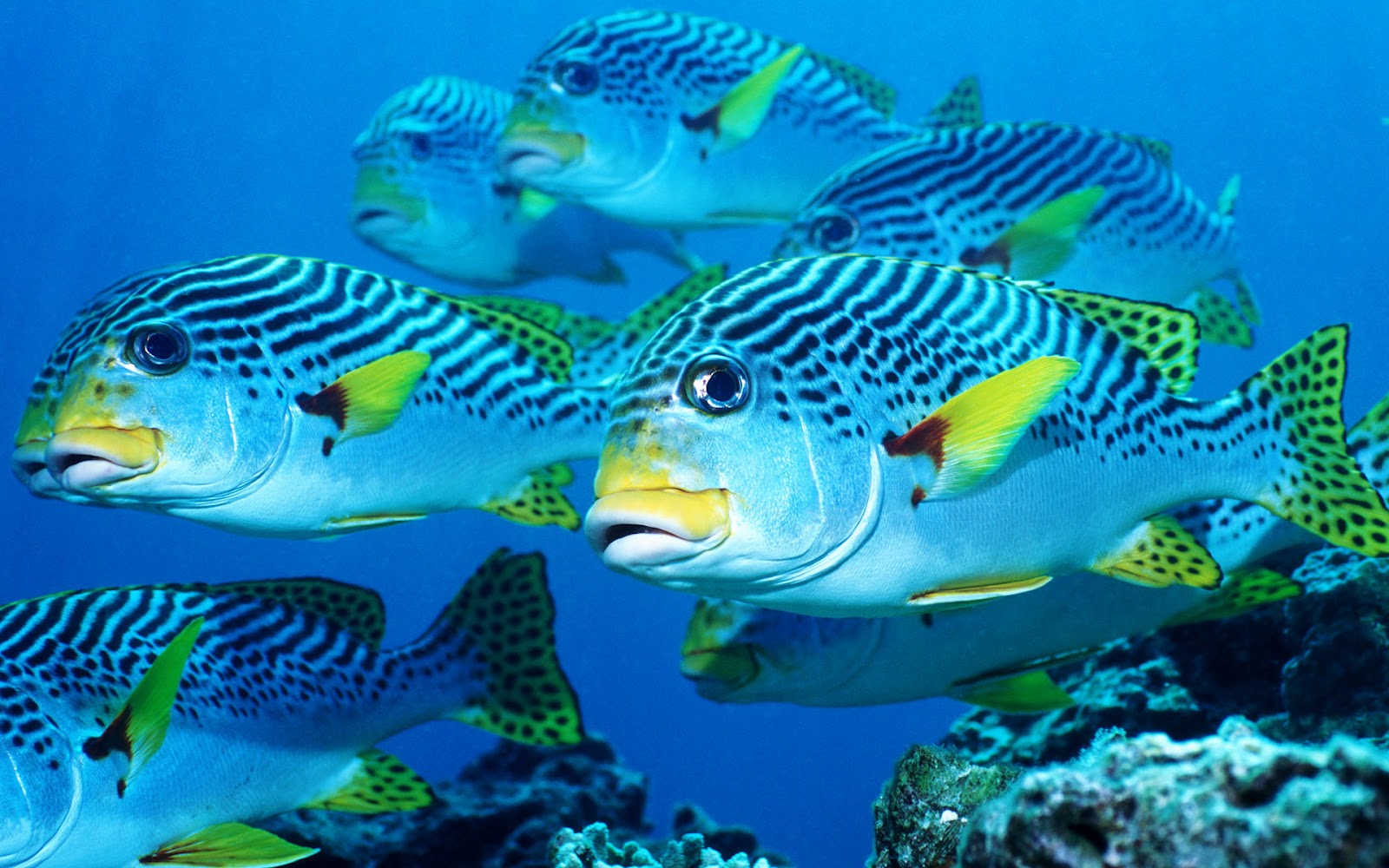 壁紙peixes,魚,海洋生物学,魚,水中,サンゴ礁の魚