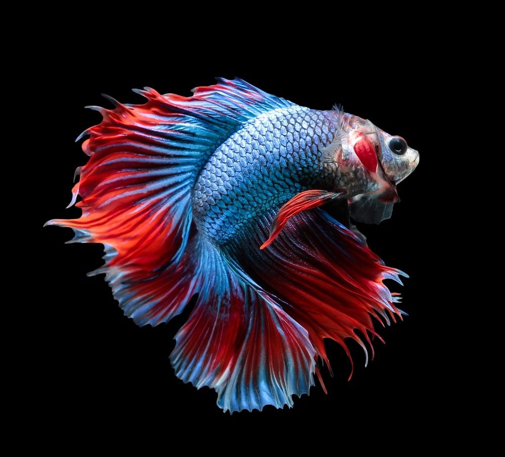 papier peint peixes,rouge,poisson,biologie marine,bleu électrique,poisson de haute mer