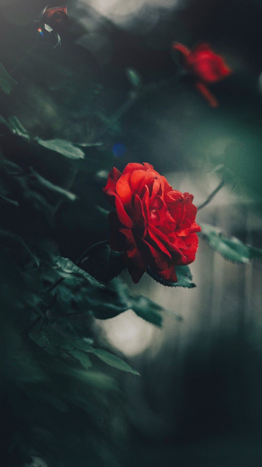 wallpaper for android tumblr,red,petal,flower,rose,garden roses