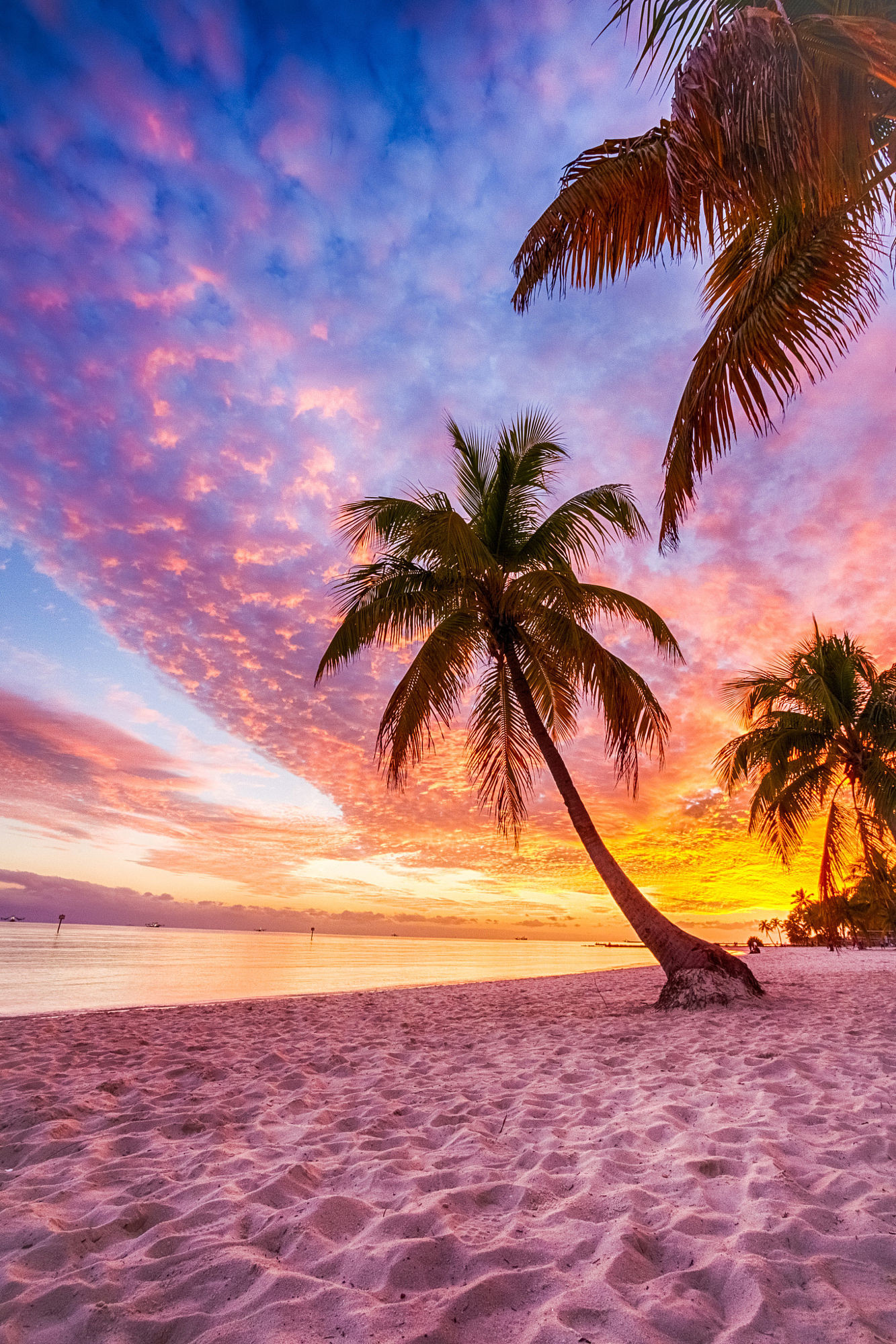 west wallpaper hd,sky,nature,tree,tropics,palm tree