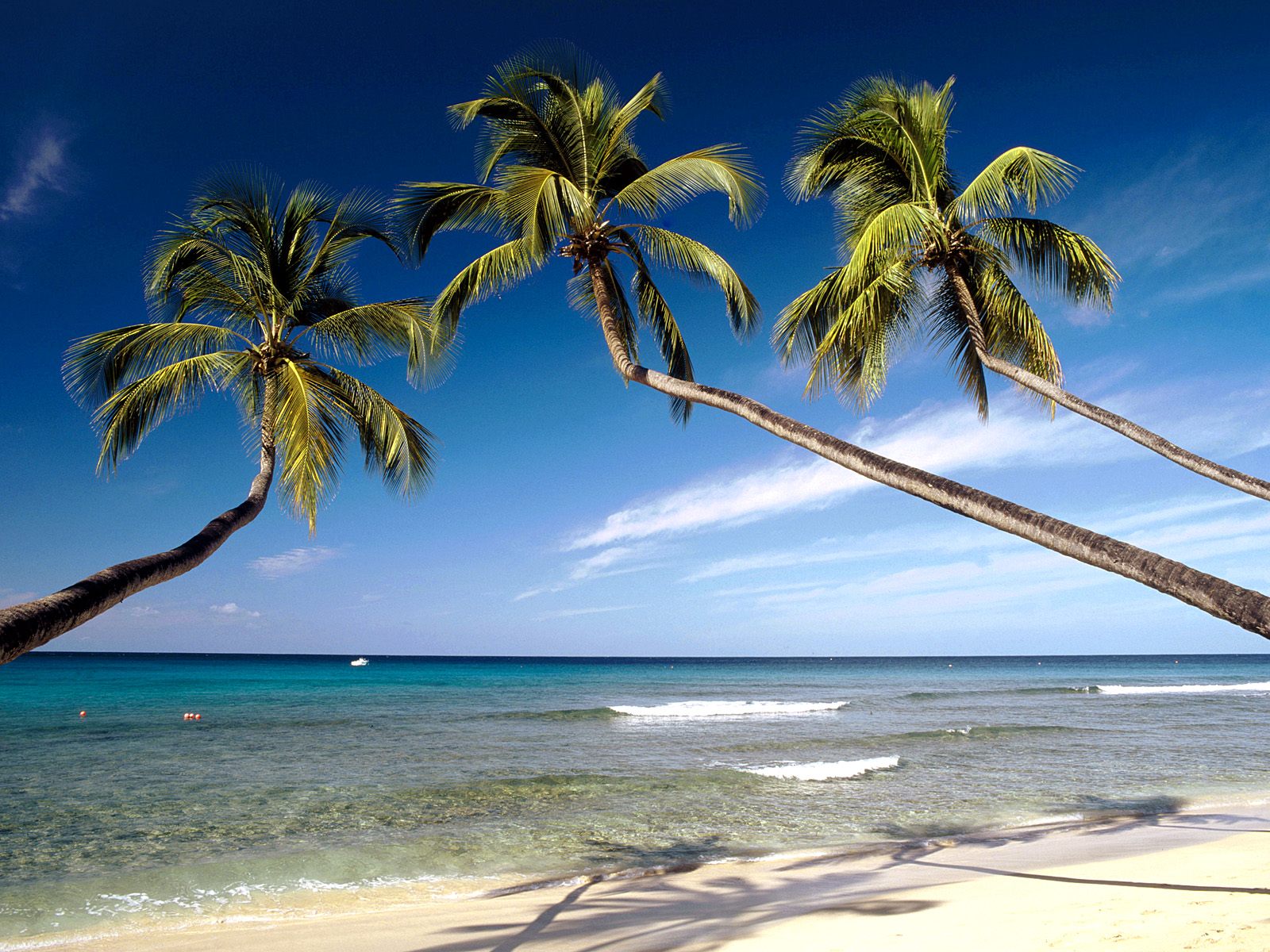 ovest sfondo hd,albero,cielo,natura,palma,caraibico