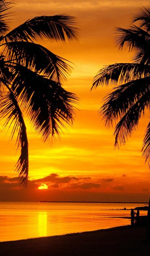 ovest sfondo hd,cielo,natura,albero,tramonto,palma
