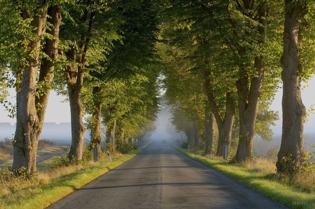 壁紙jalan raya,木,自然の風景,自然,道路,朝