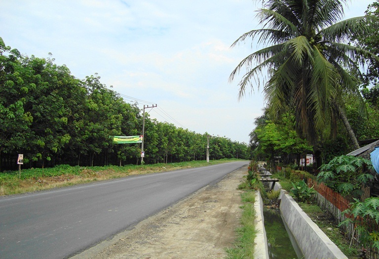 壁紙jalan raya,道路,lane,アスファルト,木,大通り