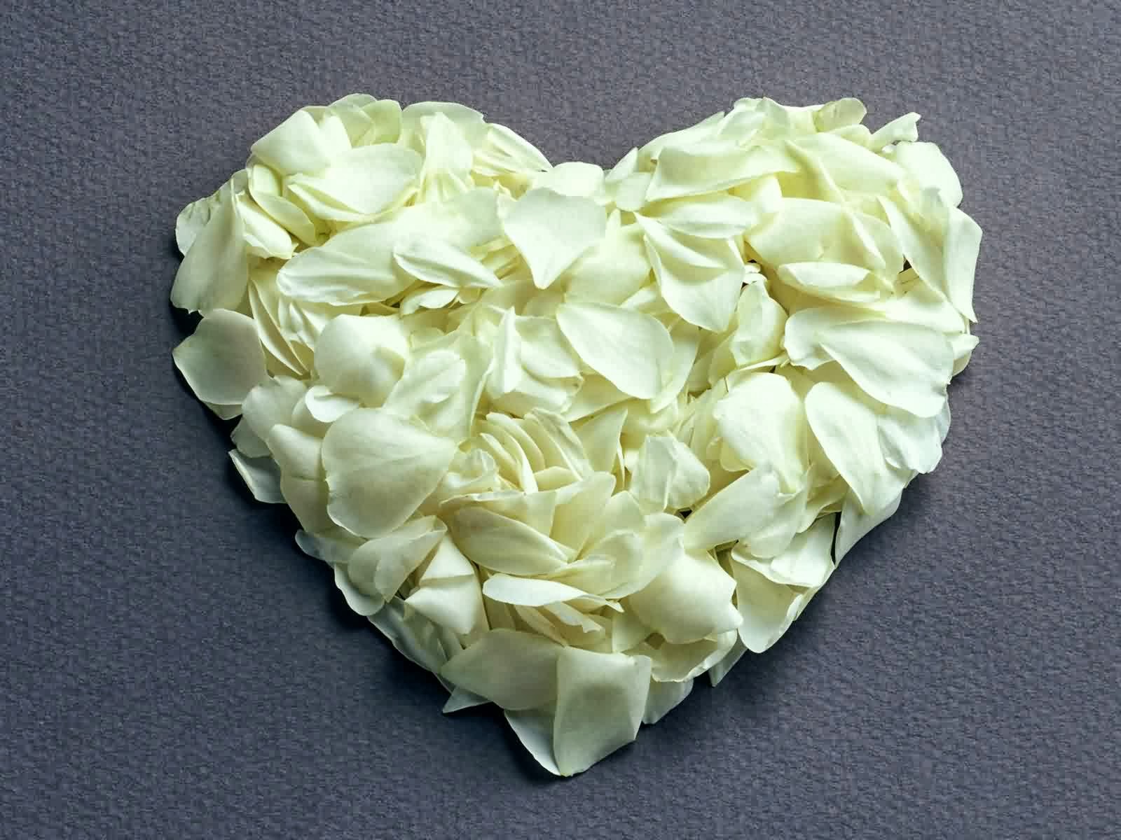 壁紙bergerakモービルバラップ,花弁,白い,心臓,花,切り花