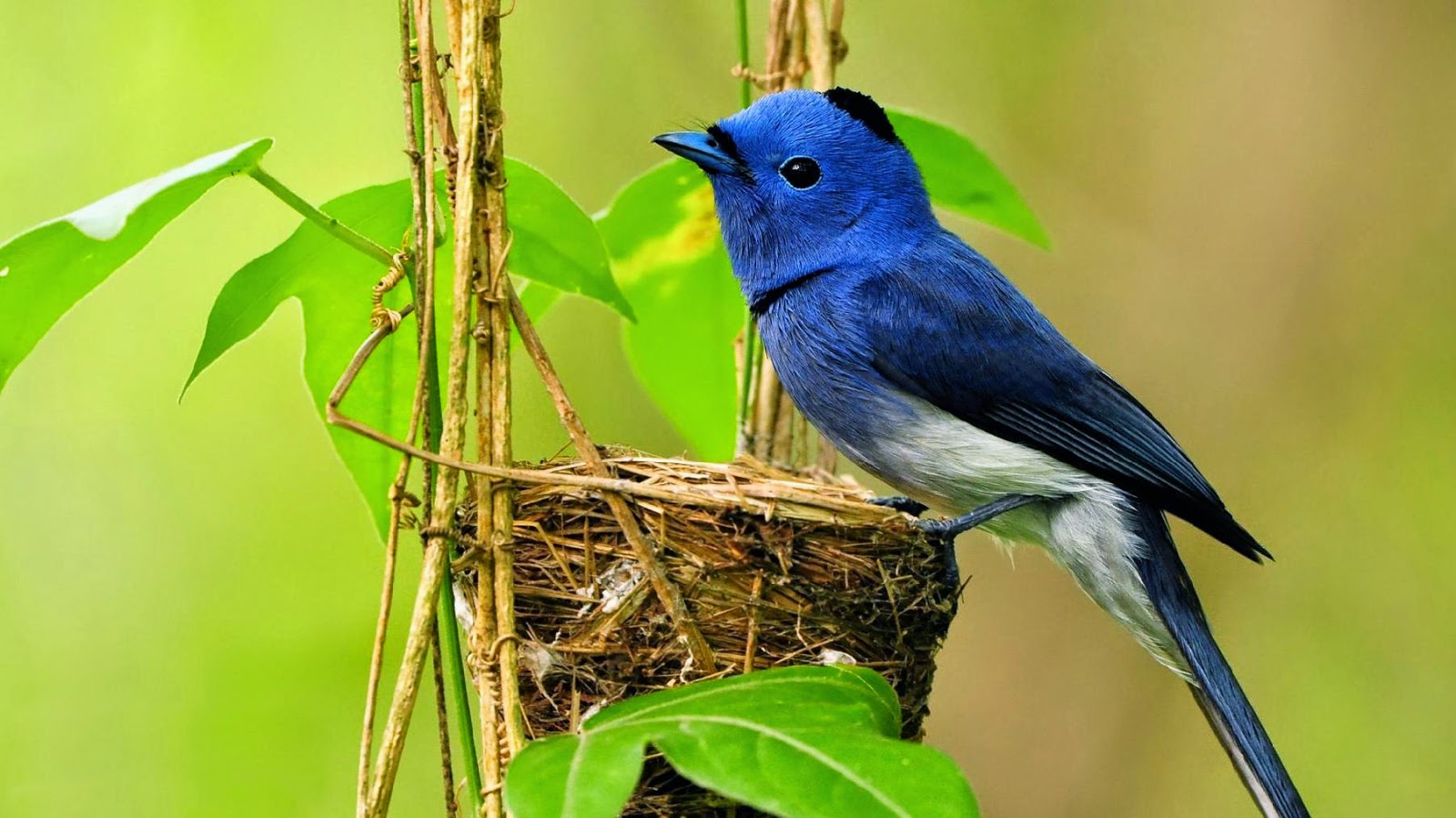 바탕 화면 burung2 bergerak,새,앉은 새,우는 새,구세계 flycatcher,파랑새