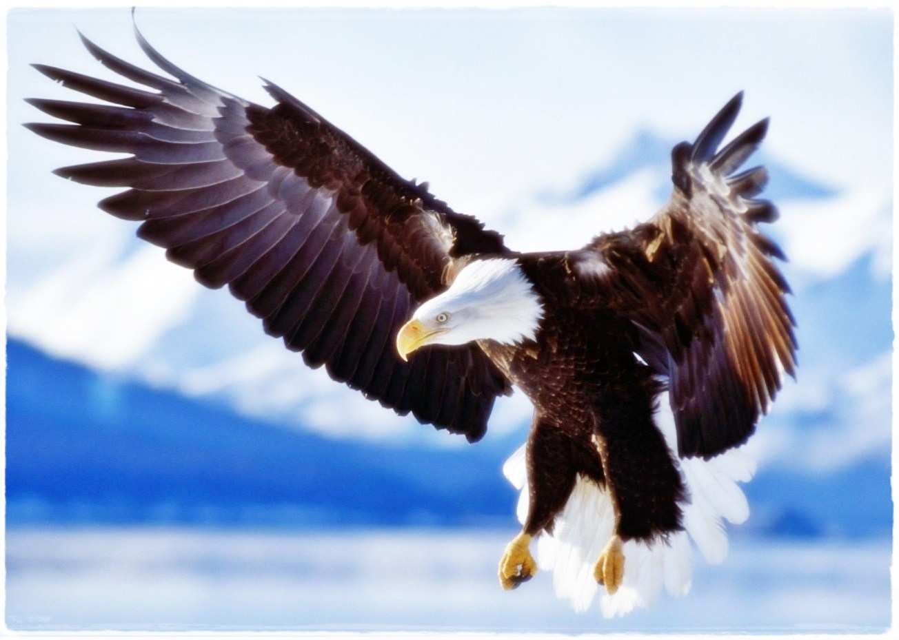 wallpaper burung2 bergerak,bald eagle,bird,vertebrate,bird of prey,accipitriformes