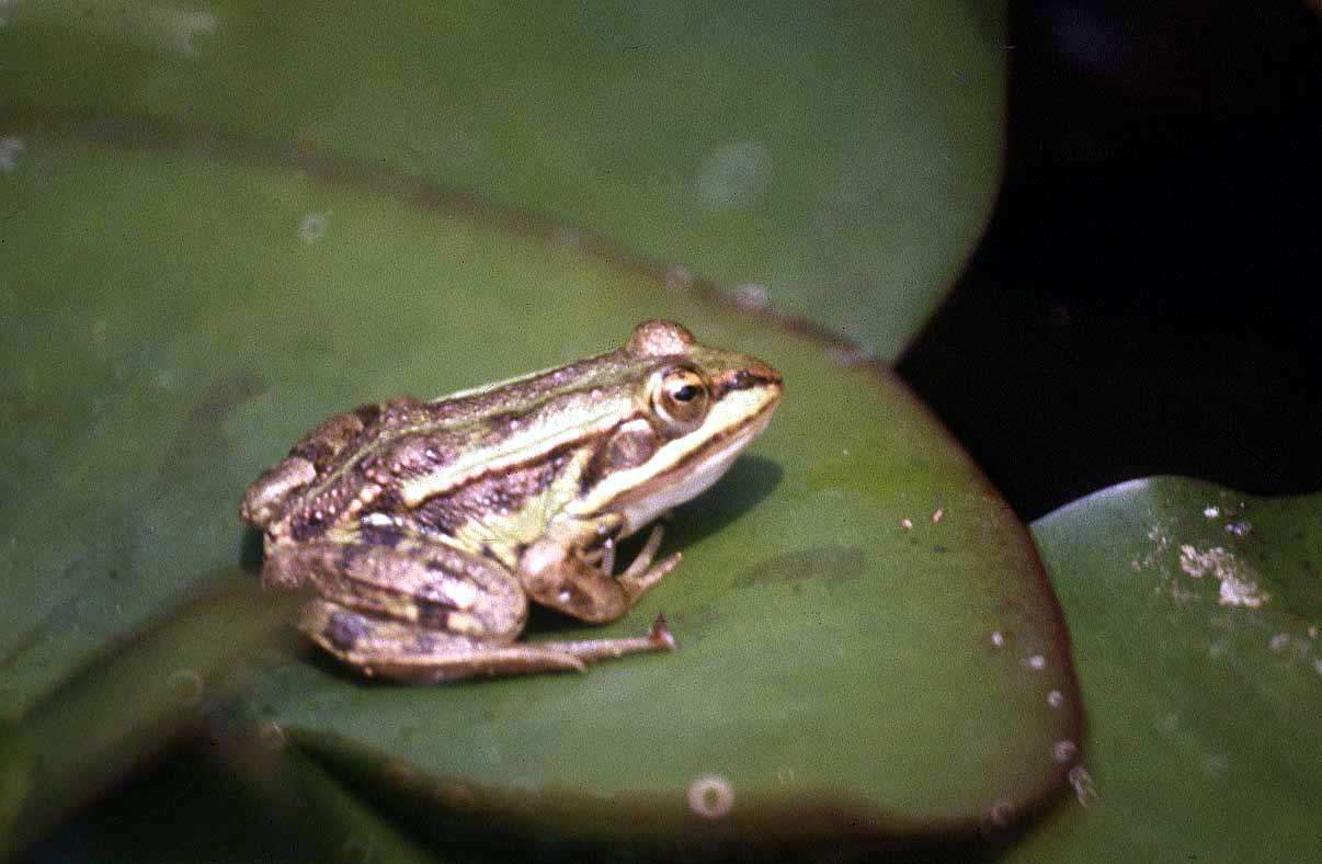 tapete sepatu bola,frosch,wahrer frosch,kröte,eleutherodactylus,laubfrosch