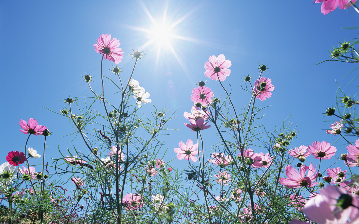 bonjour avec des fleurs fonds d'écran,fleur,plante à fleurs,plante,ciel,cosmos de jardin