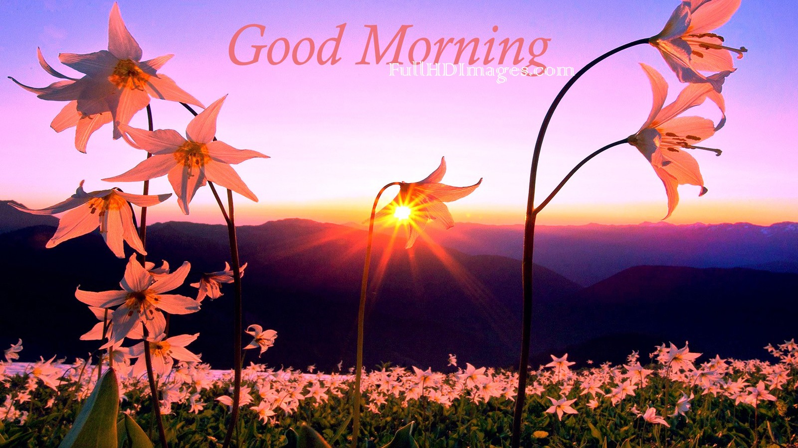 good morning with flowers wallpapers,sky,morning,wildflower,spring,plant