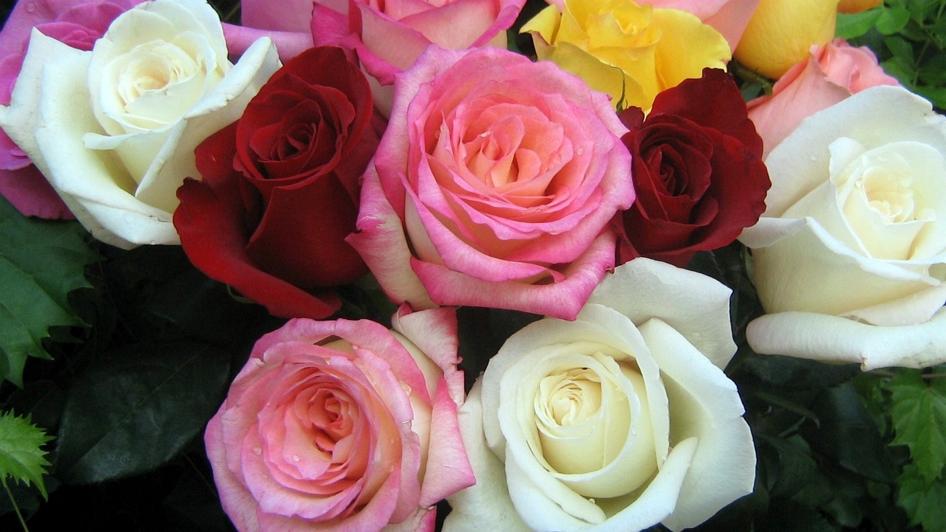 花の壁紙でおはよう,花,ローズ,庭のバラ,開花植物,花弁