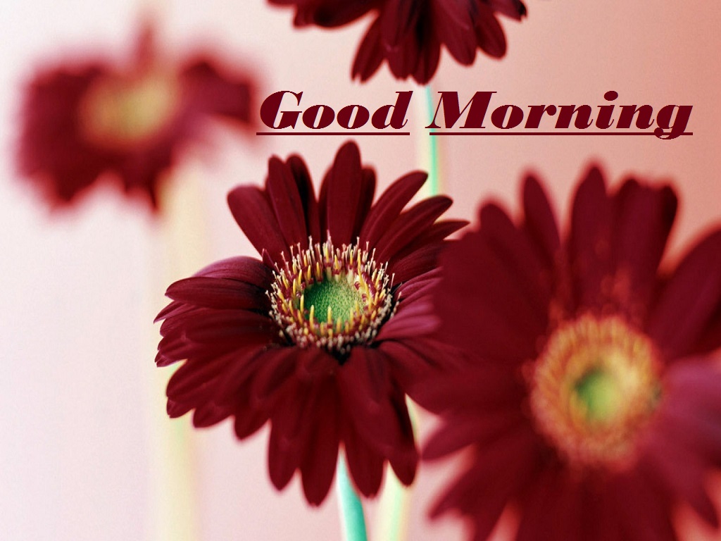 good morning with flowers wallpapers,flower,petal,barberton daisy,gerbera,plant