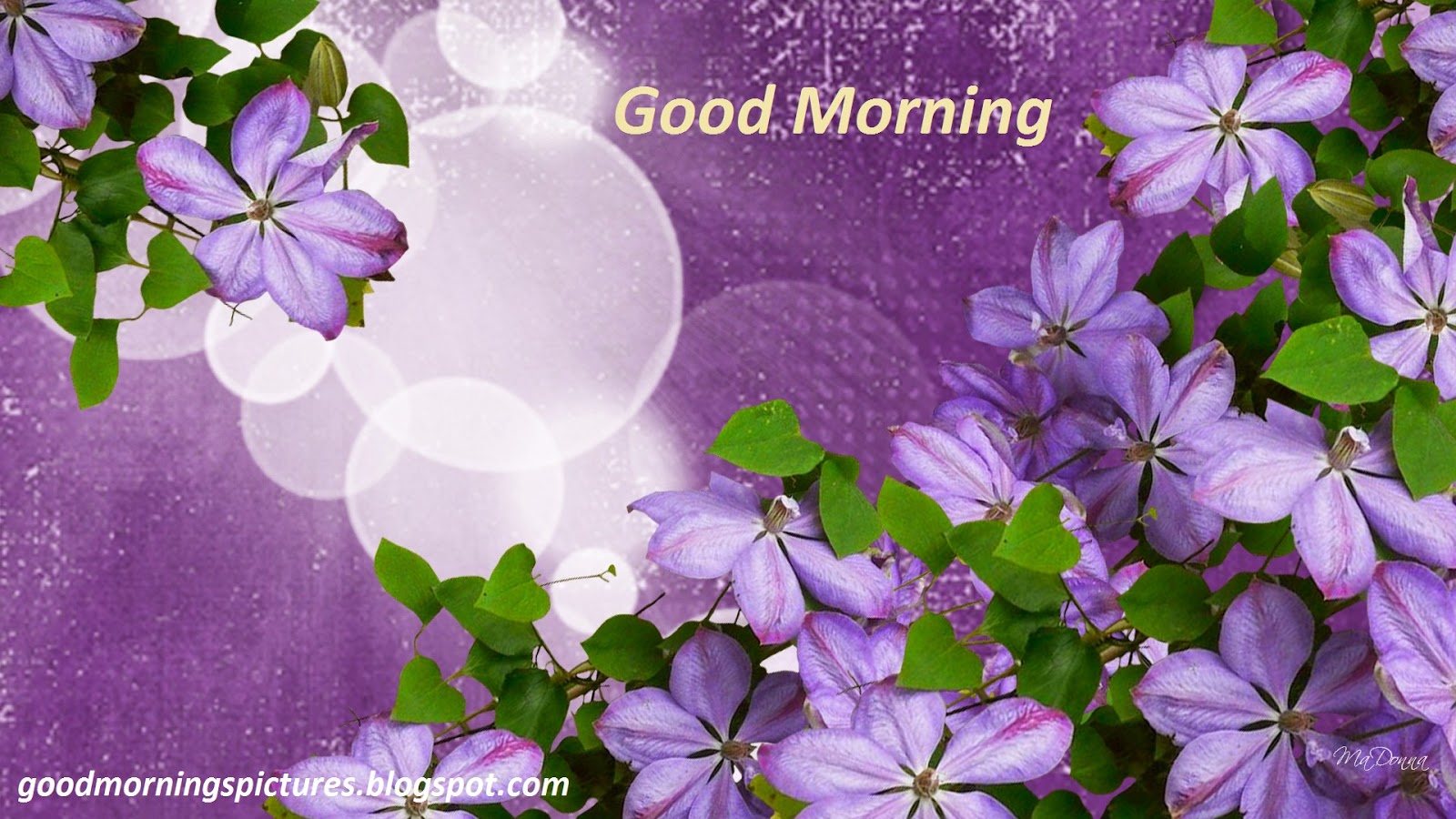 buenos días con flores fondos de pantalla,violeta,flor,púrpura,lila,pétalo