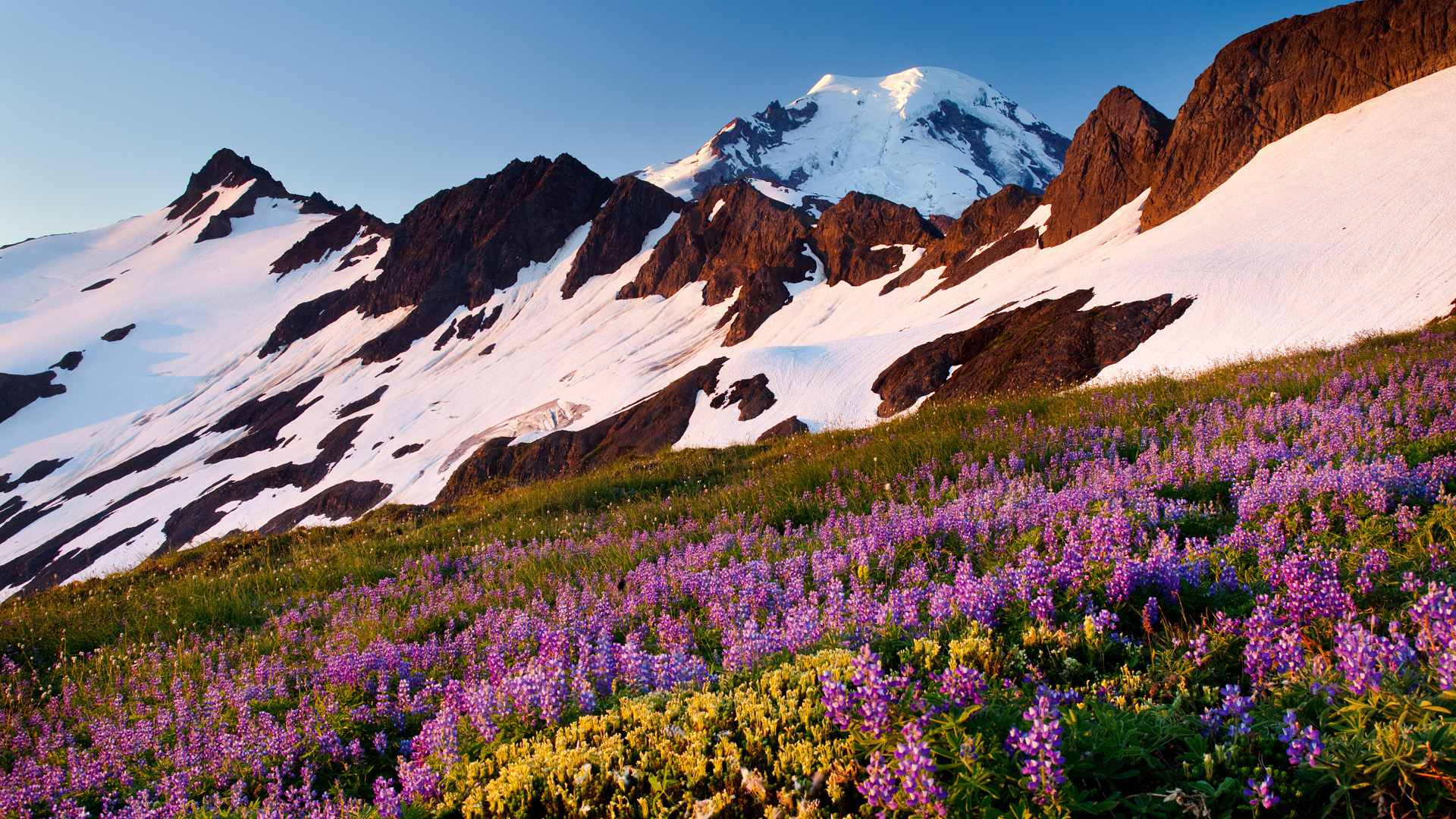 amazing landscape wallpapers,mountainous landforms,flower,natural landscape,mountain,nature