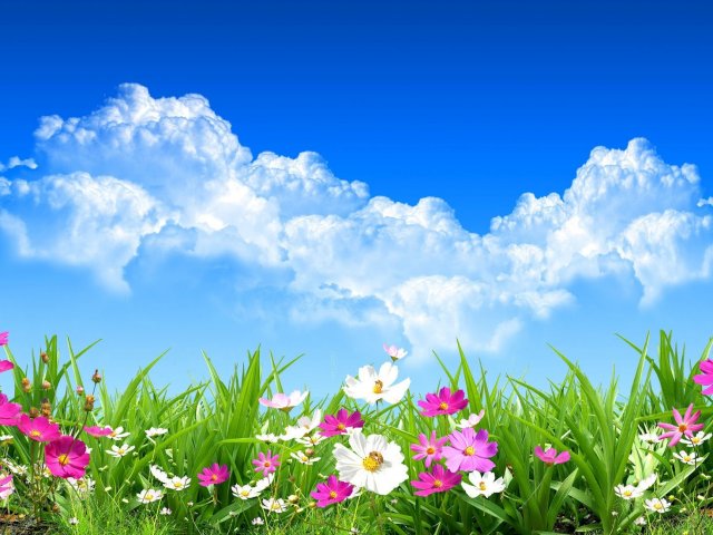fondo de pantalla madura united,cielo,paisaje natural,flor,naturaleza,prado