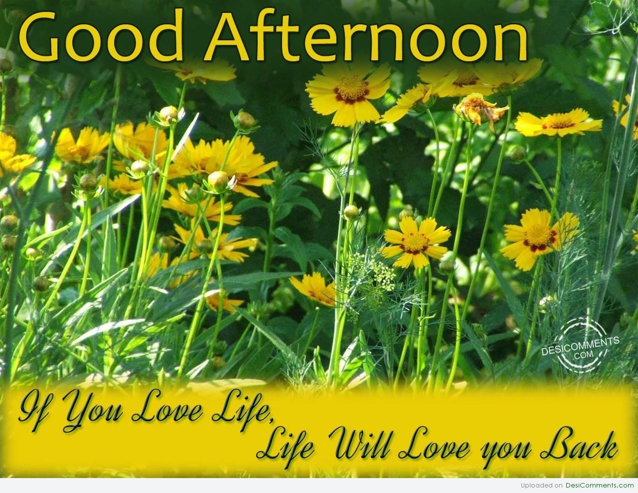 chote sahibzade wallpapers,flower,plant,yellow,wildflower,flowering