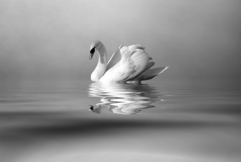 lovely friends wallpaper,white,reflection,photograph,black and white,water