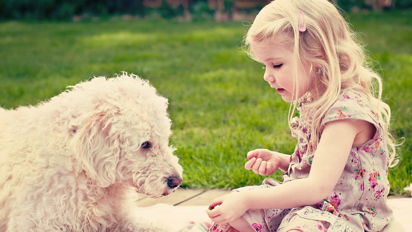 sfondi adorabili amici,cane,cane da compagnia,incrocio barboncino,goldendoodle