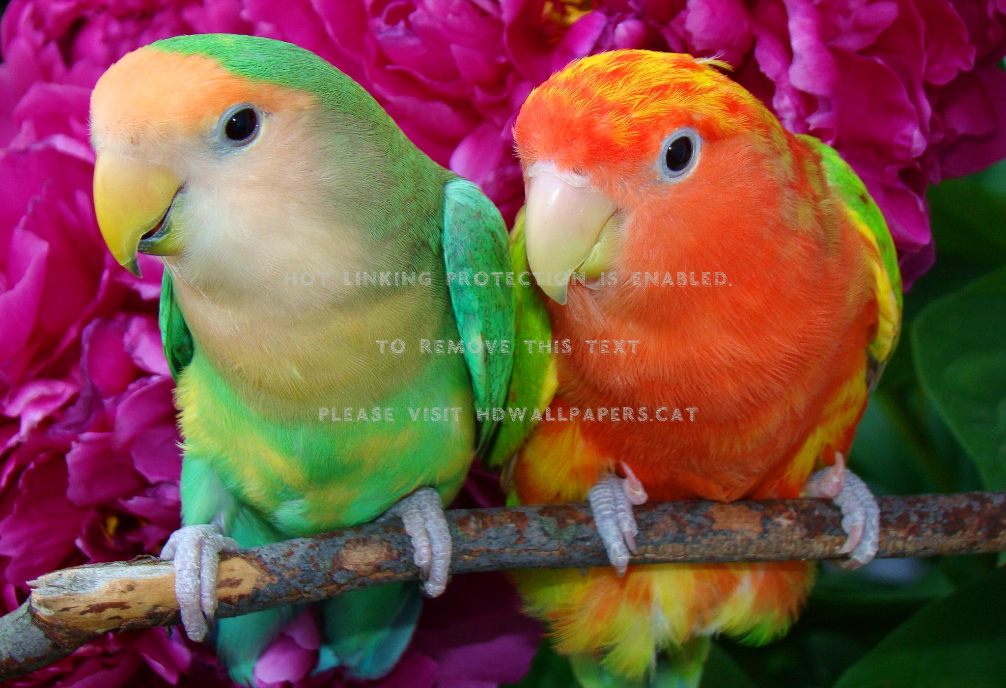 lovely friends wallpaper,bird,vertebrate,parrot,lovebird,parakeet