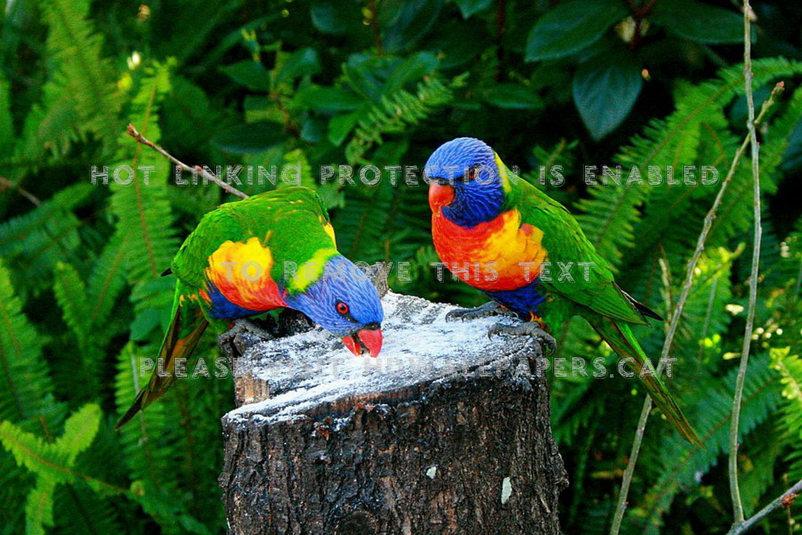 fondo de pantalla de amigos encantadores,pájaro,loro,lorikeet,guacamayo,periquito