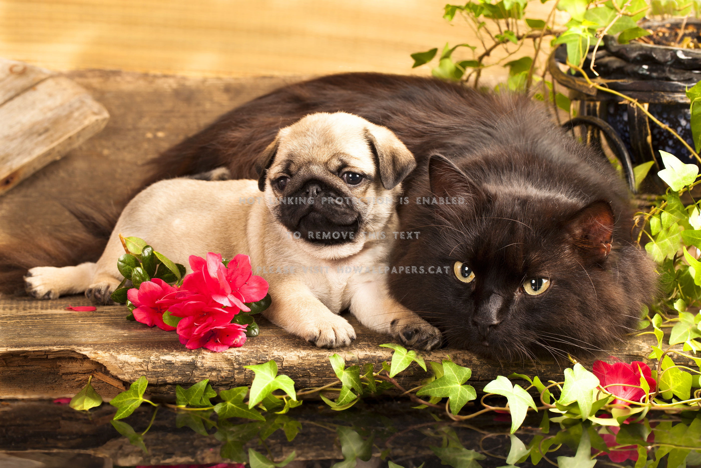 Puppy Pugs And Cats WallpaperUse