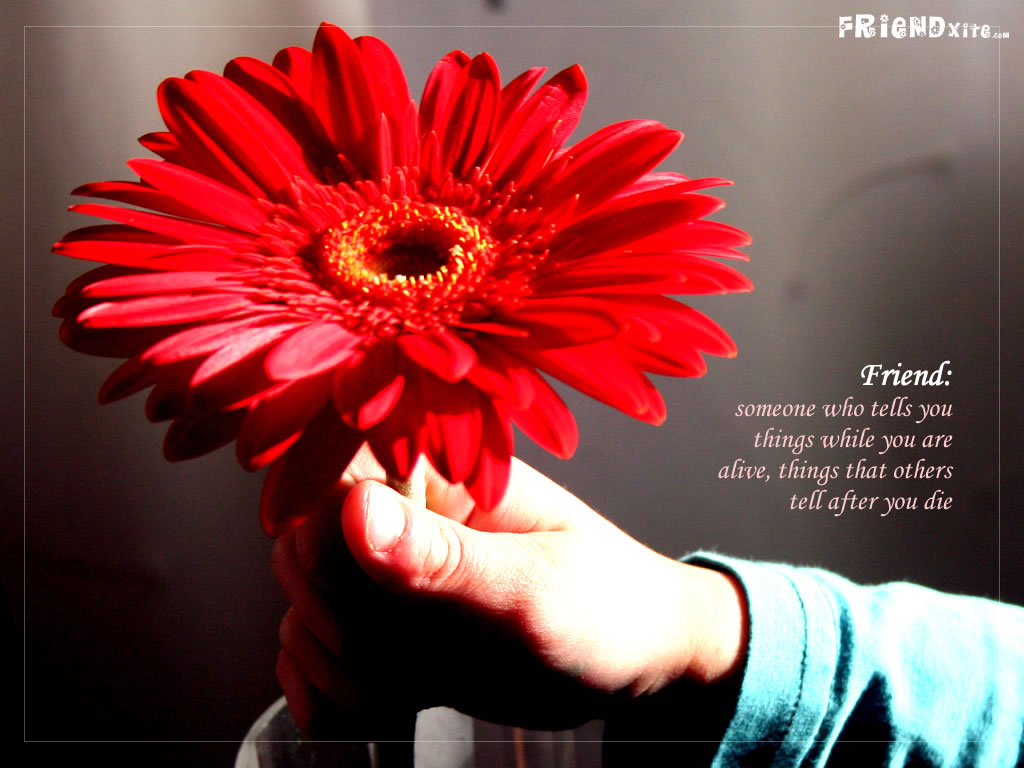 사랑스러운 친구 바탕 화면,이발사 데이지,꽃,빨간,거베라,꽃잎