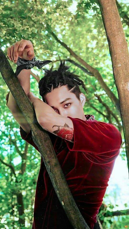 kim jongin wallpaper,giungla,albero,servizio fotografico,pianta,fotografia