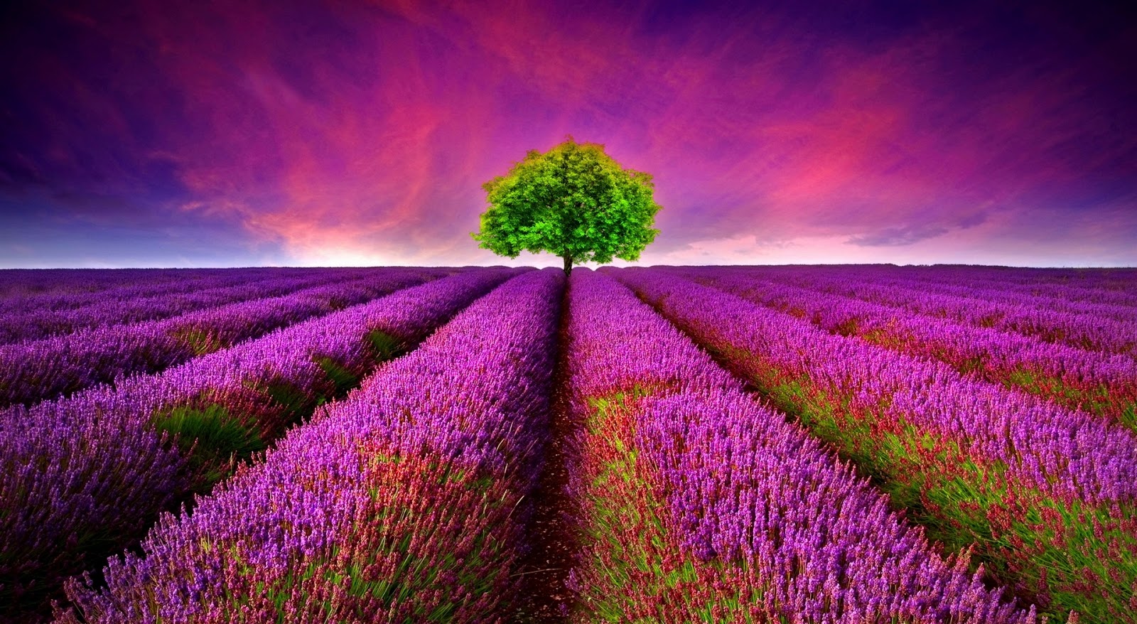 fondos de pantalla de brazaletes más hermosos,lavanda,púrpura,campo,paisaje natural,cielo