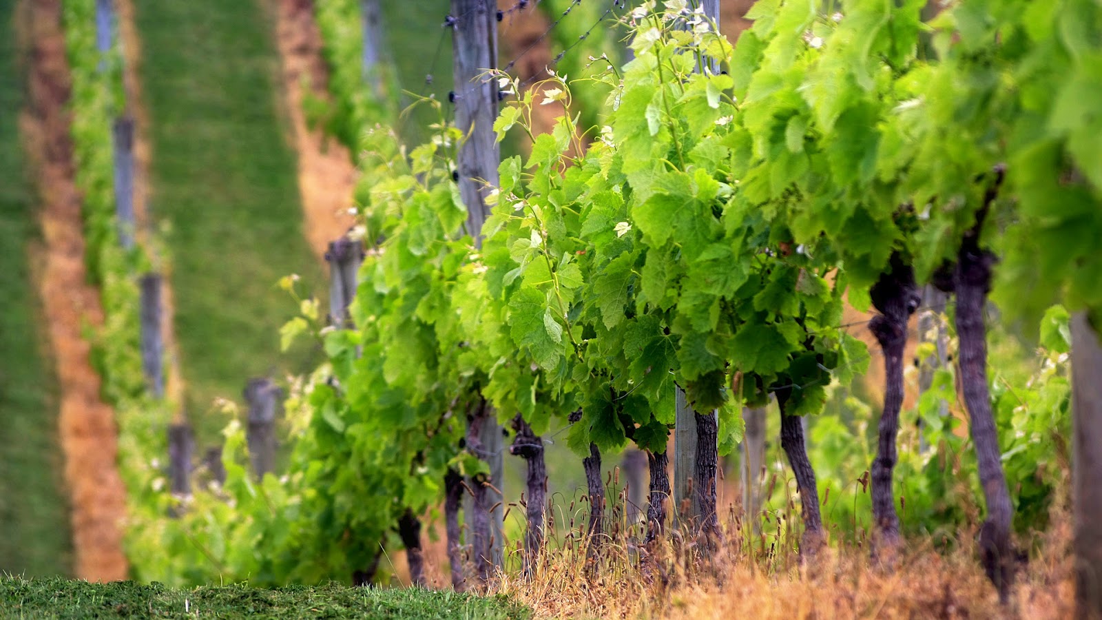 sfondi più belli braccialetti,pianta,albero,vigneto,foglia,fiore