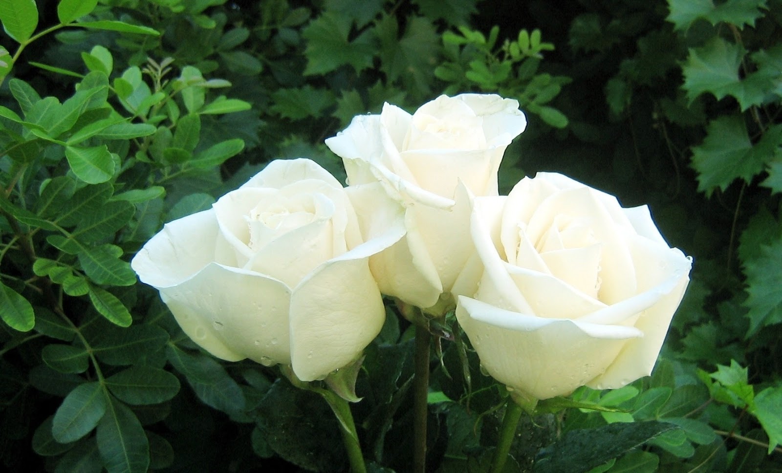 sfondi più belli braccialetti,fiore,pianta fiorita,julia child rose,bianca,petalo