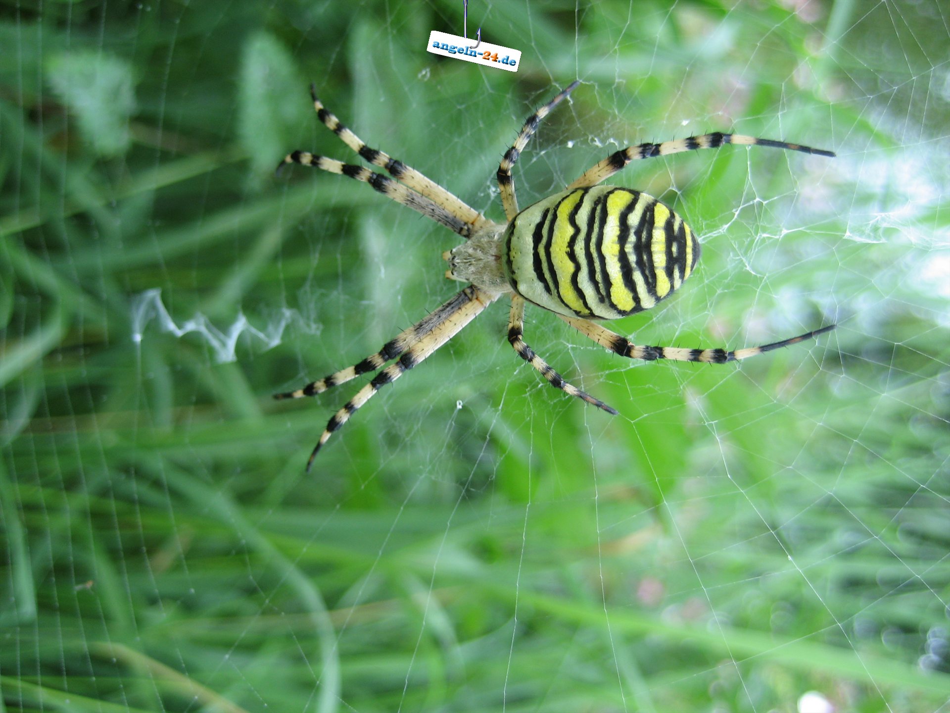 angeln wallpaper,yellow garden spider,argiope,invertebrate,spider,orb weaver spider