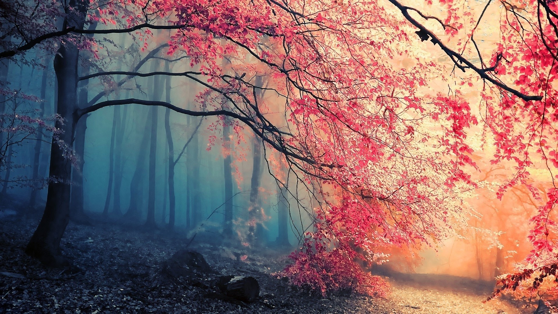 hermoso fondo de pantalla simple,paisaje natural,naturaleza,árbol,bosque,rojo