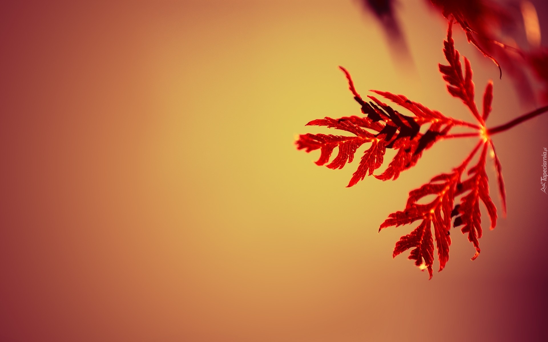 simple beautiful wallpaper,red,leaf,sky,plant,tree