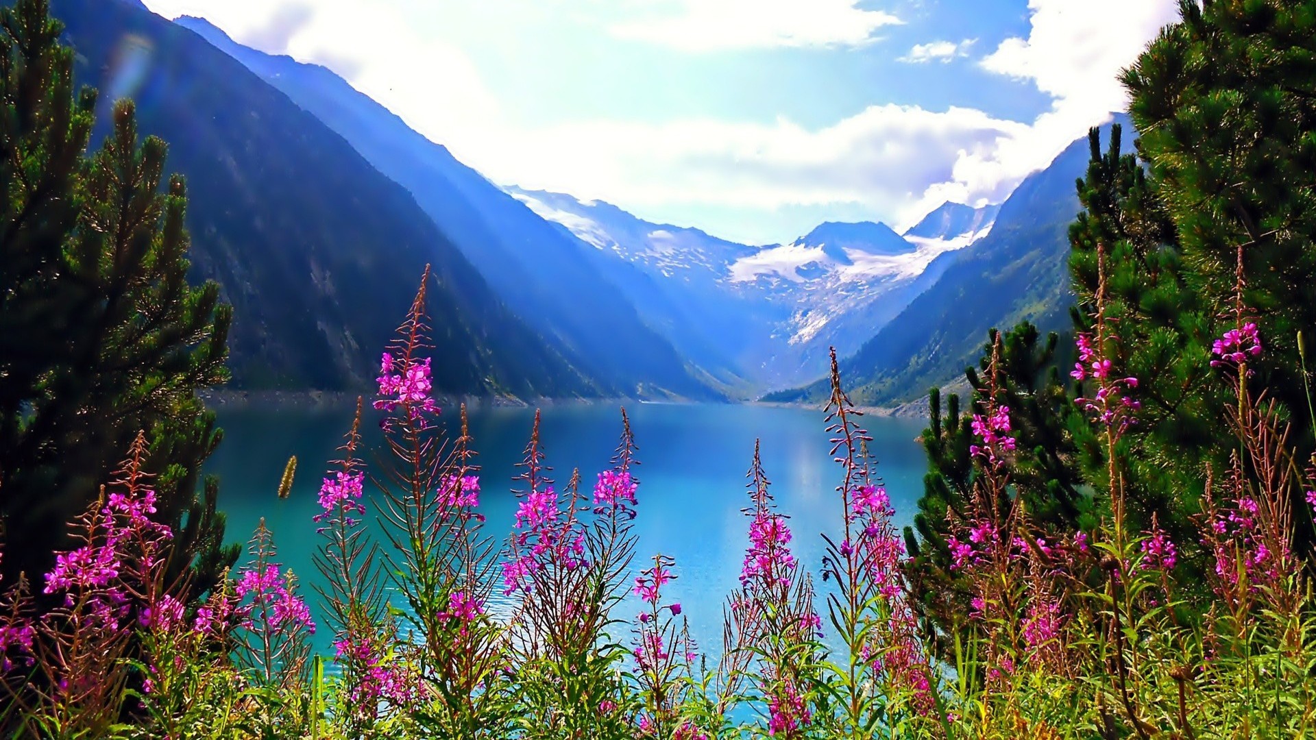 fondos de pantalla de montaña gratis,naturaleza,paisaje natural,montaña,lago,flor silvestre