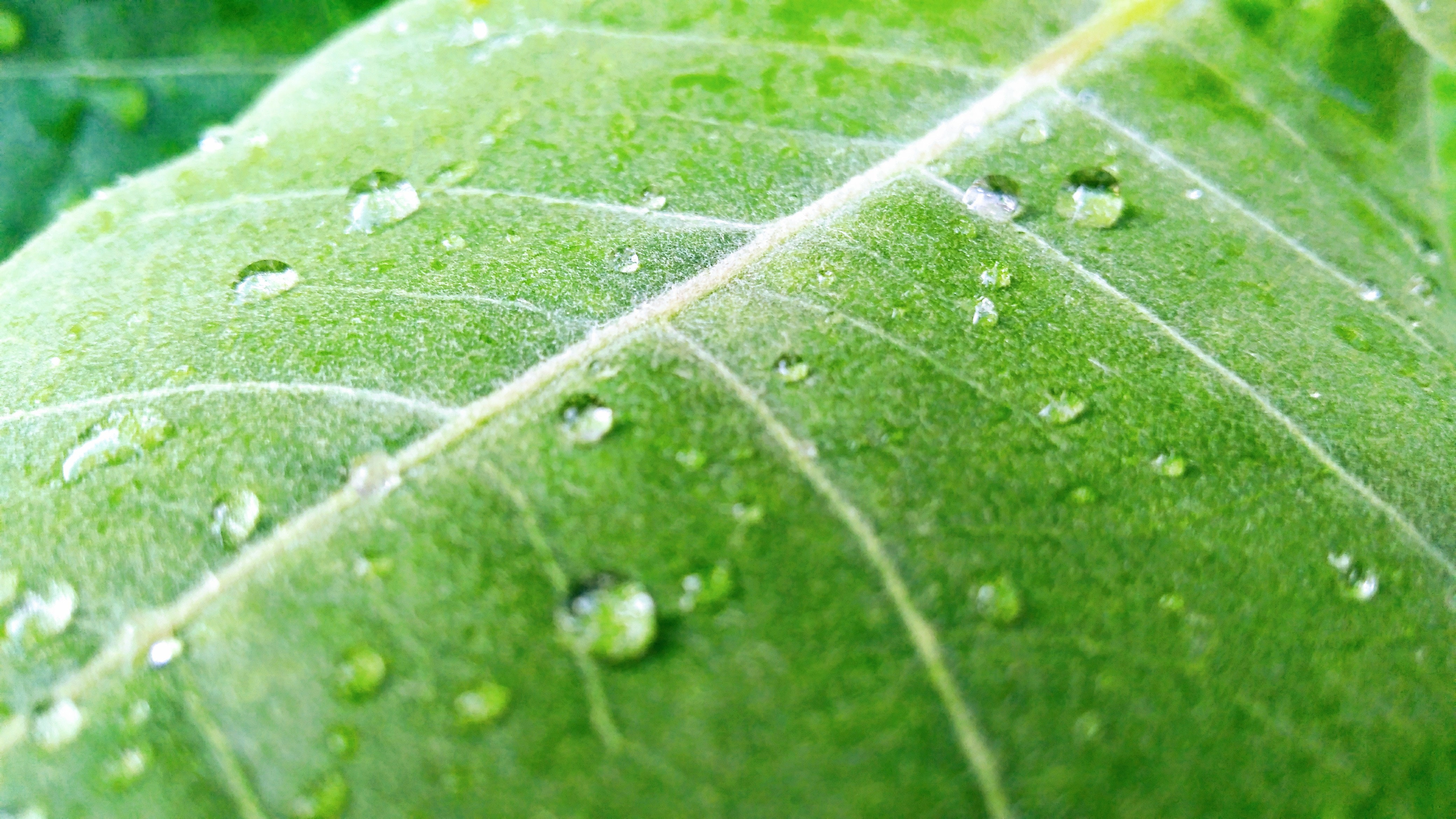 lenovo k6 power wallpaper,leaf,water,drop,green,dew