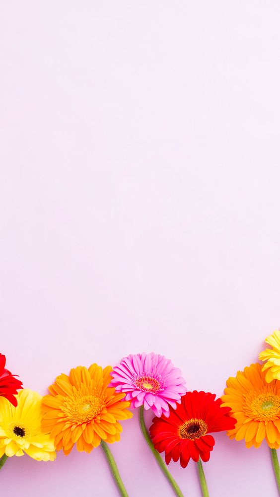 applock wallpaper,flower,gerbera,yellow,plant,barberton daisy