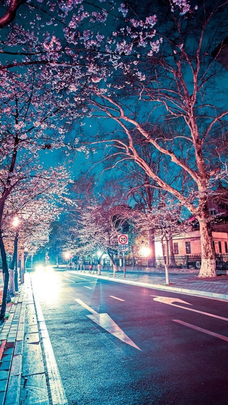 unique wallpapers for android,tree,nature,sky,night,street light