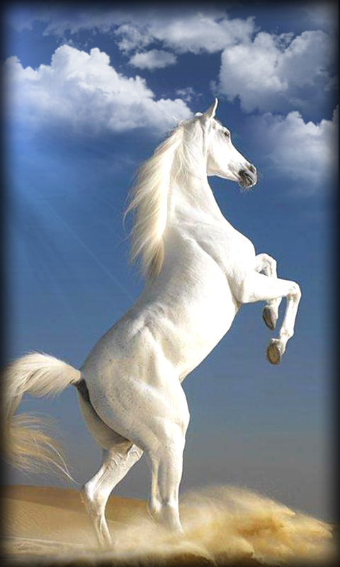 vidmate wallpaper,horse,stallion,sky,mane,fictional character