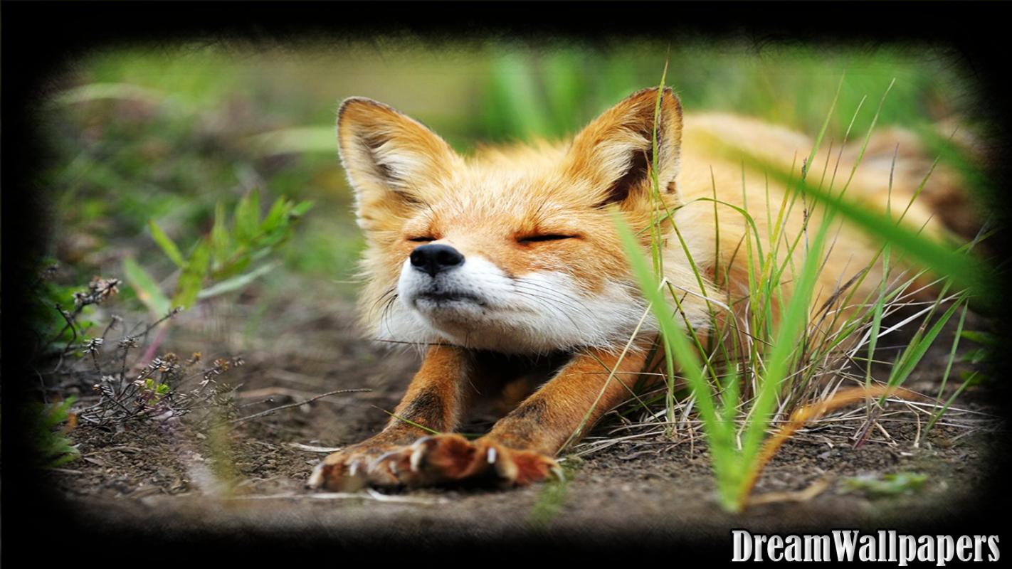 vidmate wallpaper,roter fuchs,fuchs,tierwelt,schneller fuchs