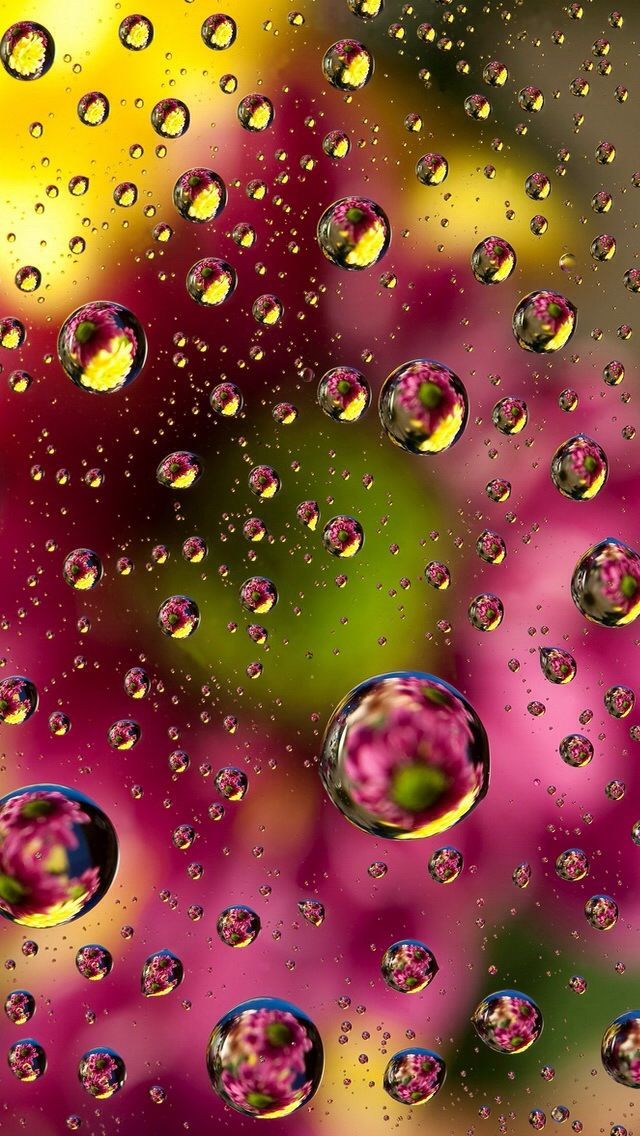 amazing lock screen wallpaper,water,drop,dew,liquid bubble,moisture