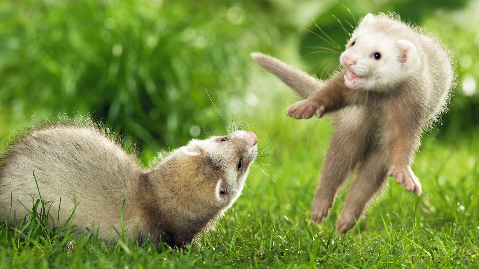 best animal wallpaper,mammal,vertebrate,mink,ferret,polecat